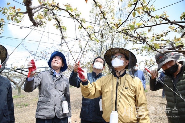 (사진제공=천안시) 18일 박상돈 천안시장이 성환읍 배 농가를 찾아 인공수분 일손돕기에 나섰다.