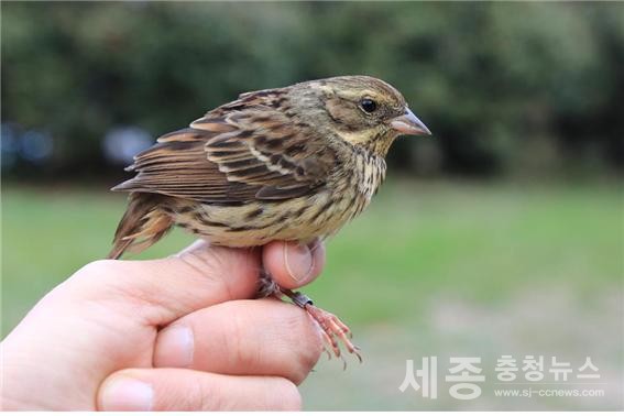 (사진제공=환경부)일본에서 날아온 섬촉새