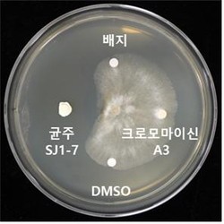 균주 SJ1-7 배양체와 크로모마이신의 항진균 활성 사진