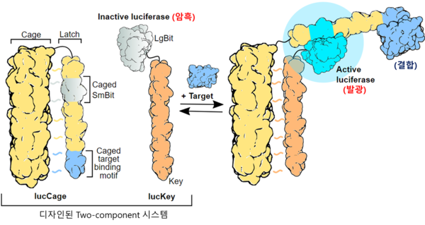 그림 1. 개발된 단백질 센서 시스템의 작동 모식도.표적 단백질 (target)이 디자인된 결합 부위에 붙게 되면 빛을 발생한다. 결합 부위만 바꾸면 다른 표적 단백질을 감지할 수 있다.