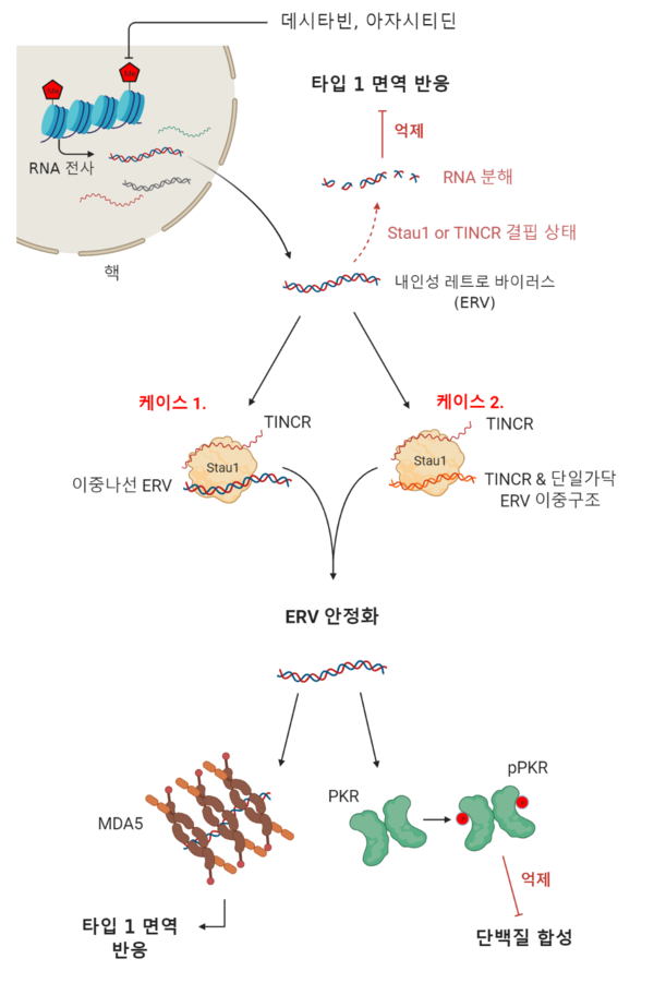 그림 1. DNA 탈메틸화제를 이용한 화학항암요법 메커니즘 모식도. Staufen1과 TINCR 발현에 따른 체내 면역반응의 차이 확인.