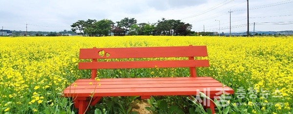 봉선홍경사 갈지비 유채꽃