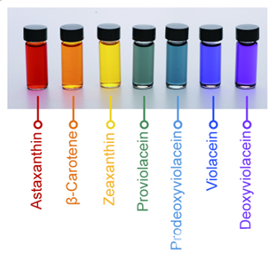 그림 1. 미생물을 통해 생산한 일곱 가지 무지개 색소 시스템대사공학을 통해 미생물 대사회로를 구축 및 최적화하고, 세포막 개량을 통해 색소 생산량을 증가시킴으로써 일곱 빛깔의 무지개 색소를 고효율로 생산해내는데 성공하였음.
