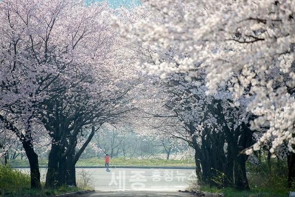 계룡산 동학사 벚꽃 자료사진