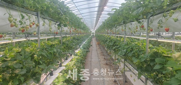 딸기 단동형 다단재배 연구사업